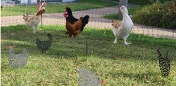 Vier Hühner auf der Wiese