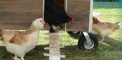Huhn kommt aus dem Stall
