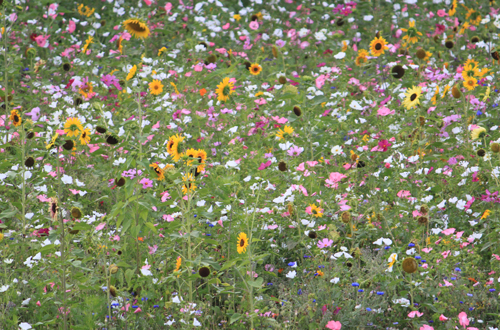 Bunte Blumenwiese im hauseigenen Garten 