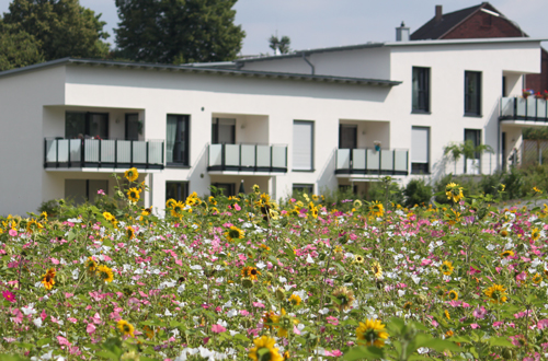 Bunte Blumenwiese vor dem Seniorencentrum 