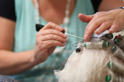 Eine Friseurin dreht Haare auf Lockenwickler.